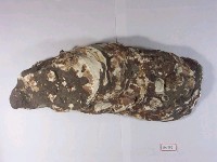 巨大牡蠣化石藏品圖，第3張